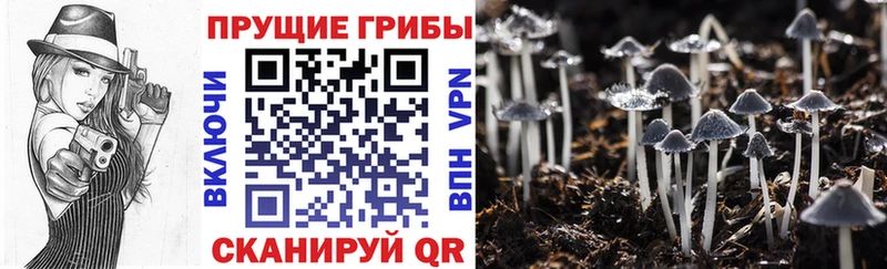Купить закладки Бирюсинск Псилоцибиновые грибы Magic Shrooms